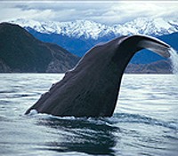 Kaikoura Whale Watch